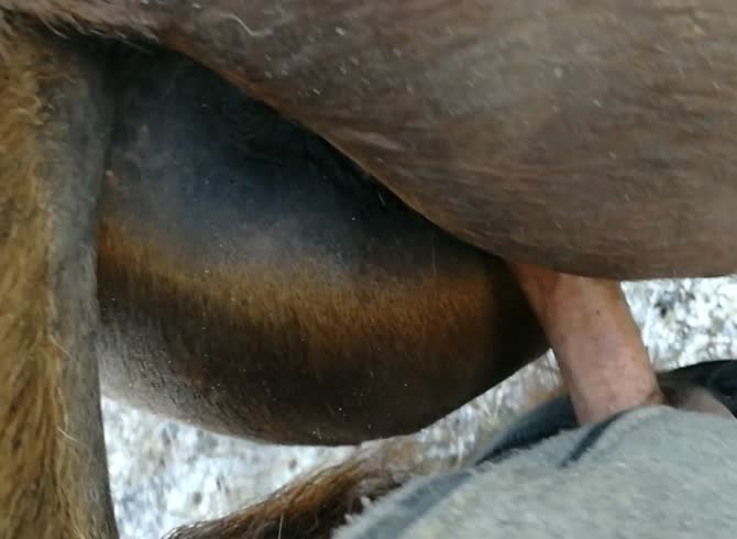 Horse porno with Amateur Sex
